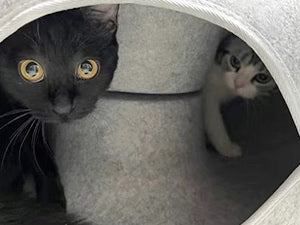 囲まれているだけで、猫は落ち着きます。