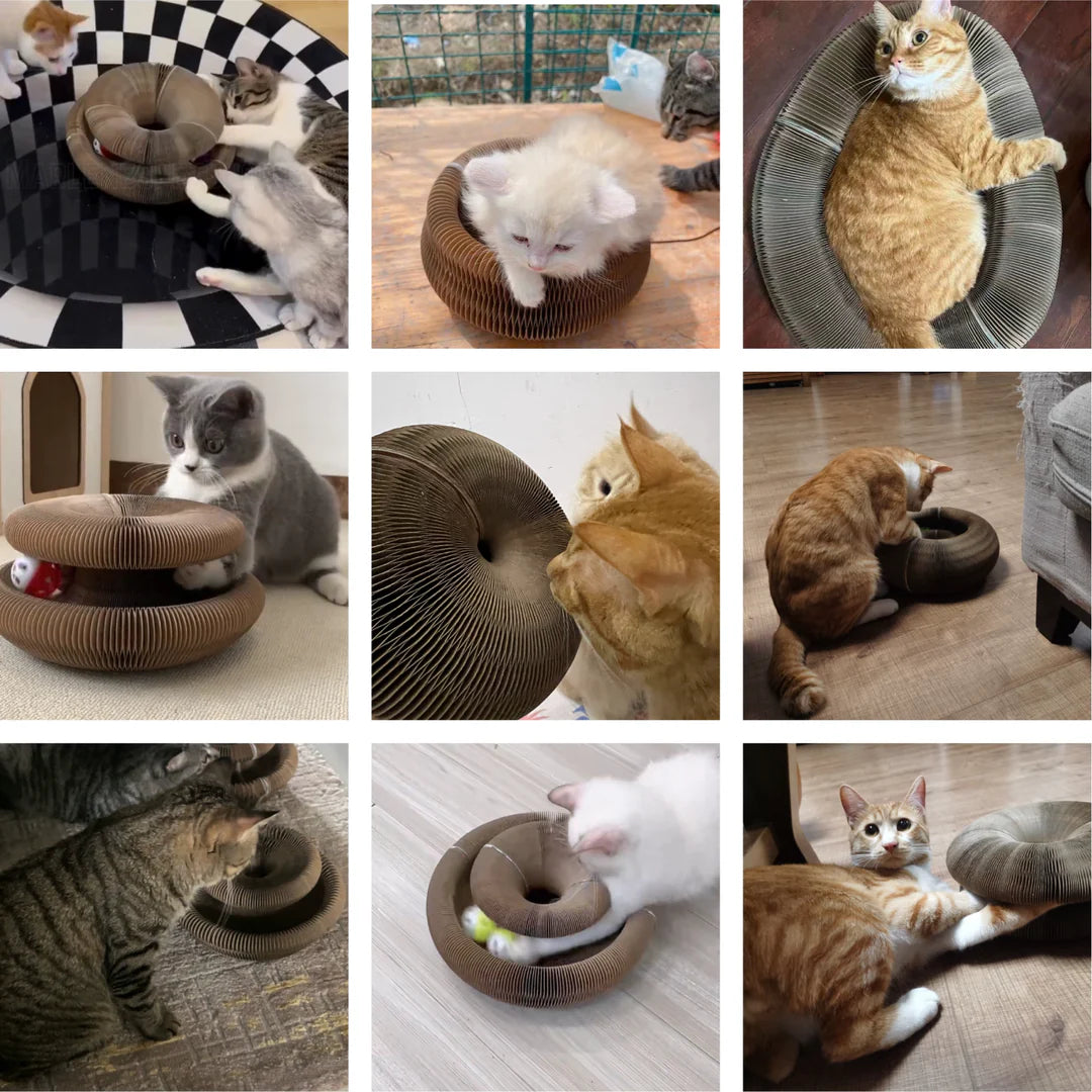 kittyspin