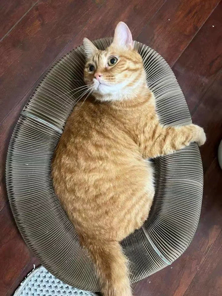 kittyspin