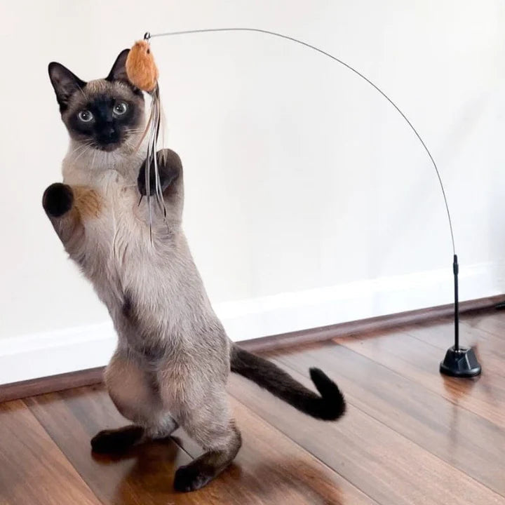 飼い主がいなくても、遊びが始まります。