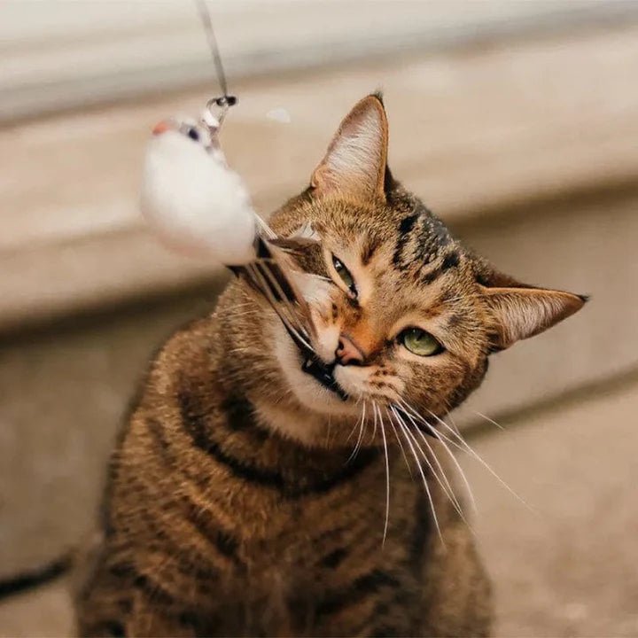 セルフプレイハンティングトイ（吸盤式鳥の猫じゃらし） 商品画像 8