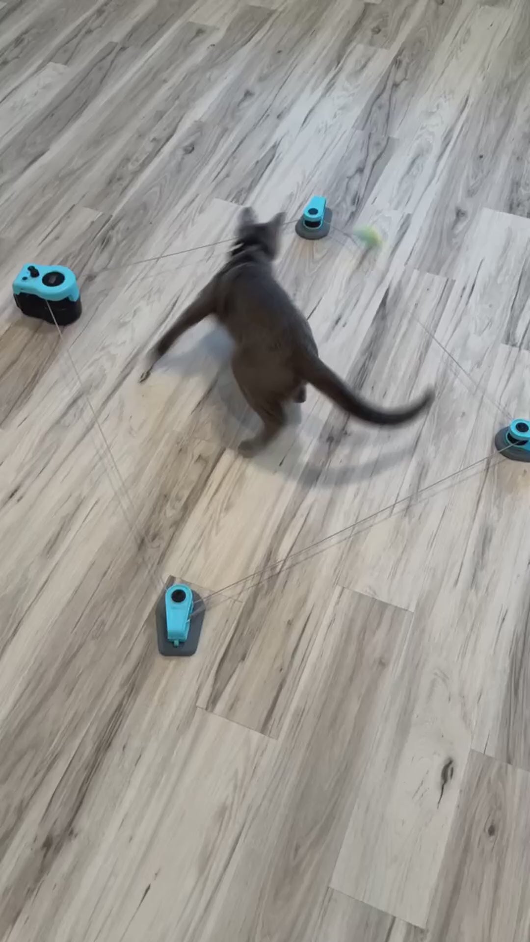 本気の猫パンチを、前提に作りました。