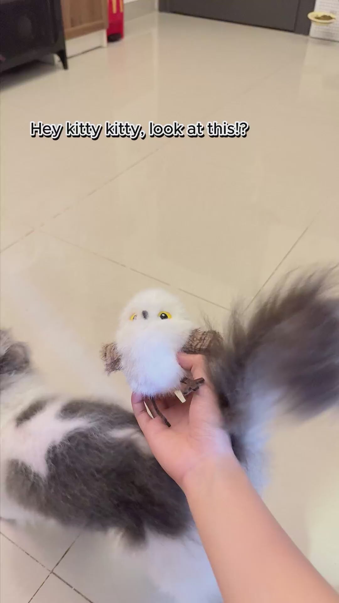 おもちゃを無視する猫にも。