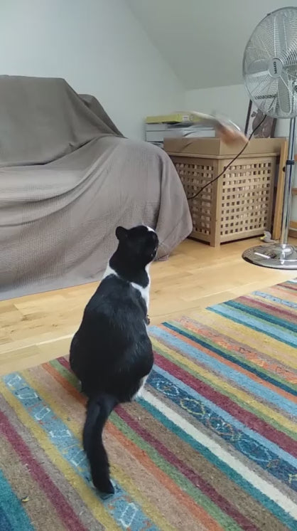 留守番中、猫は何をして過ごしていると思いますか。