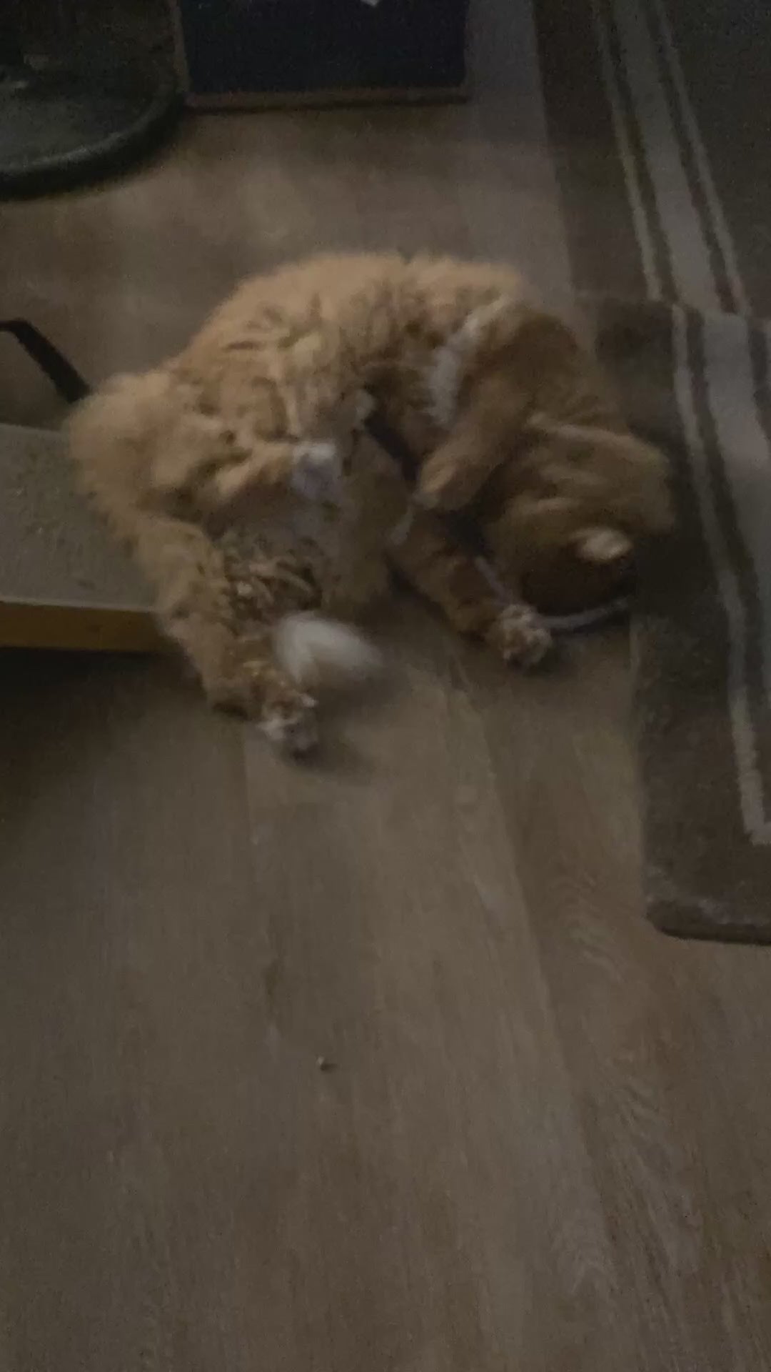 キャットニップ入り。